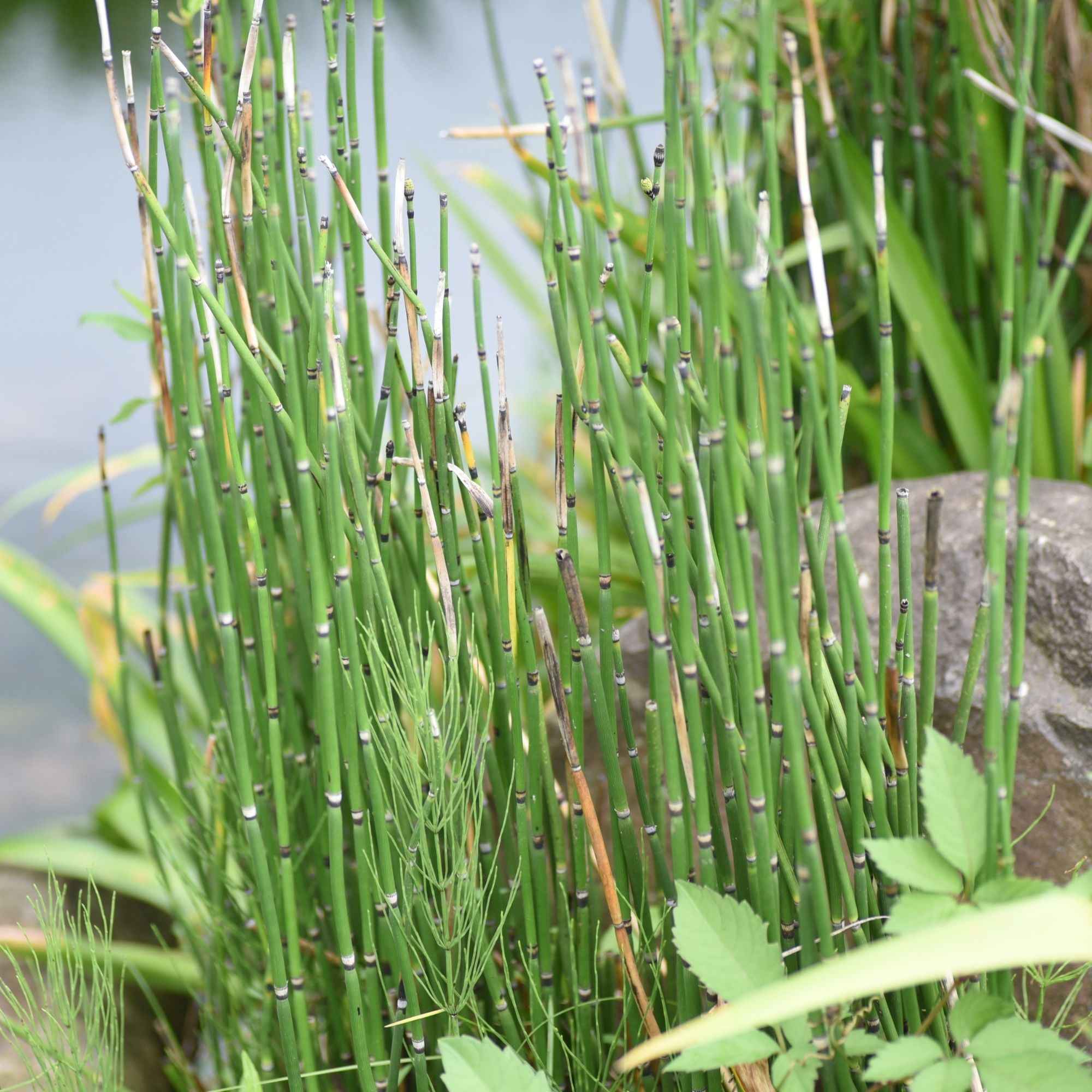 Bakker Prêle du Japon plante de bassin pot Ø9cm verte