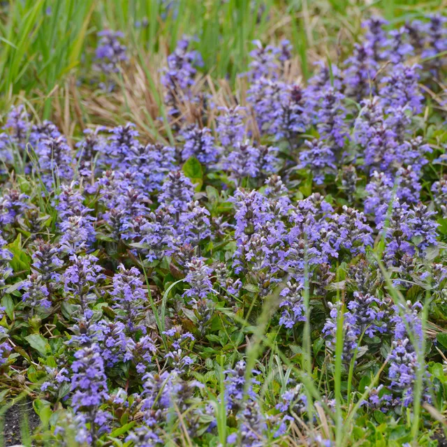 Bakker Vivaces Bugle rampante couvre-sol pot Ø 9cm mi-ombre