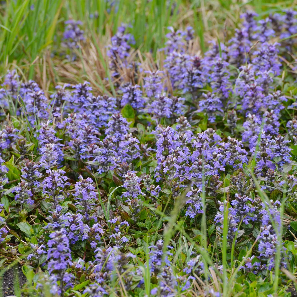 Bakker Vivaces Bugle rampante couvre-sol pot Ø 9cm mi-ombre