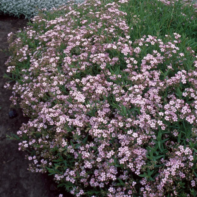 Bakker Gypsophile Rosea rampant fleur rose pot 9cm couvre-sol