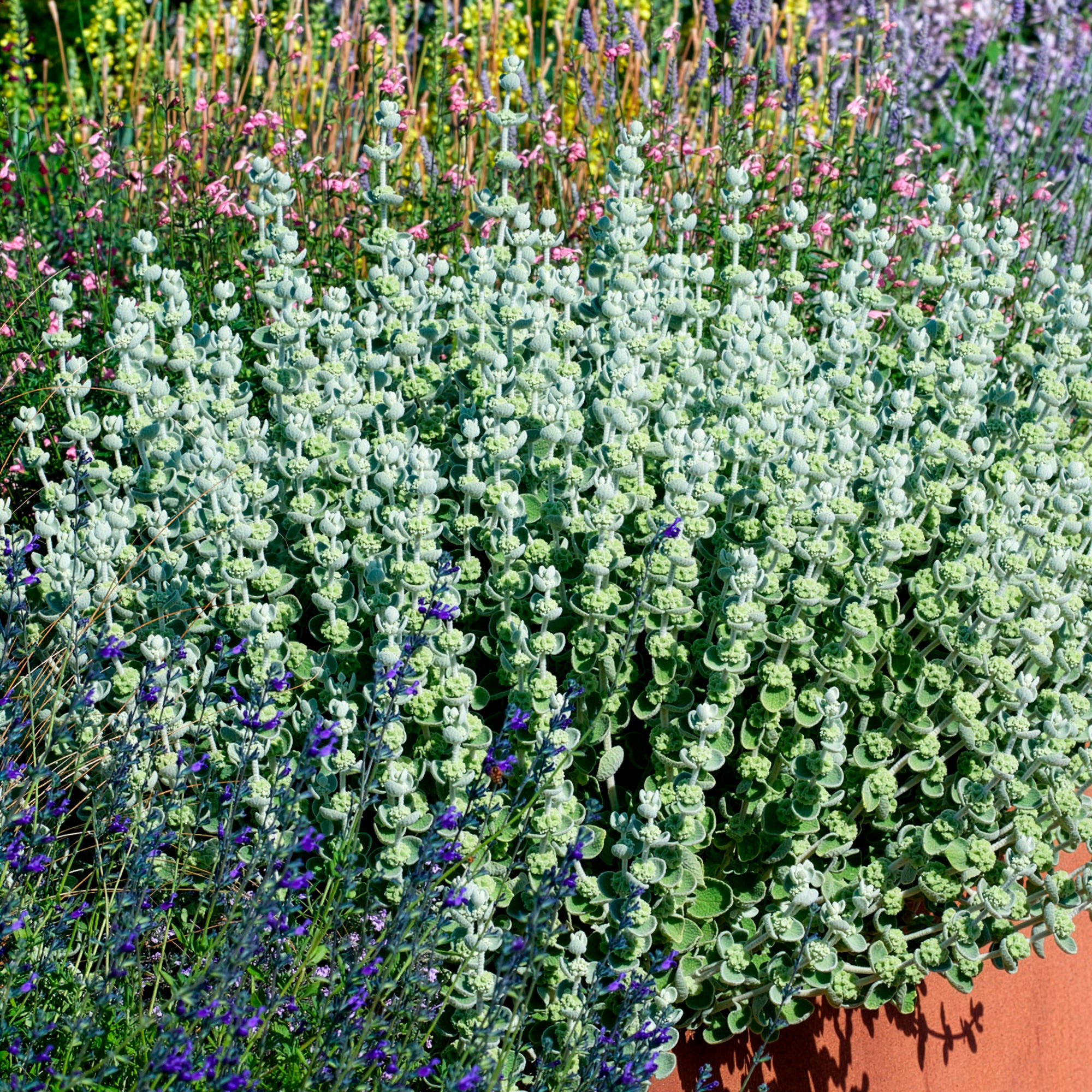 Bakker Vivaces Ballote pseudodictamnus pot 9cm argenté