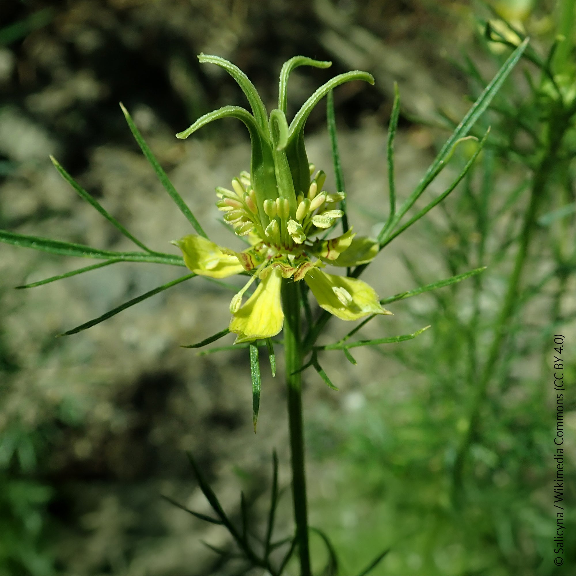 Bakker Transformer nigelle d'Orient sachet 1g jaune