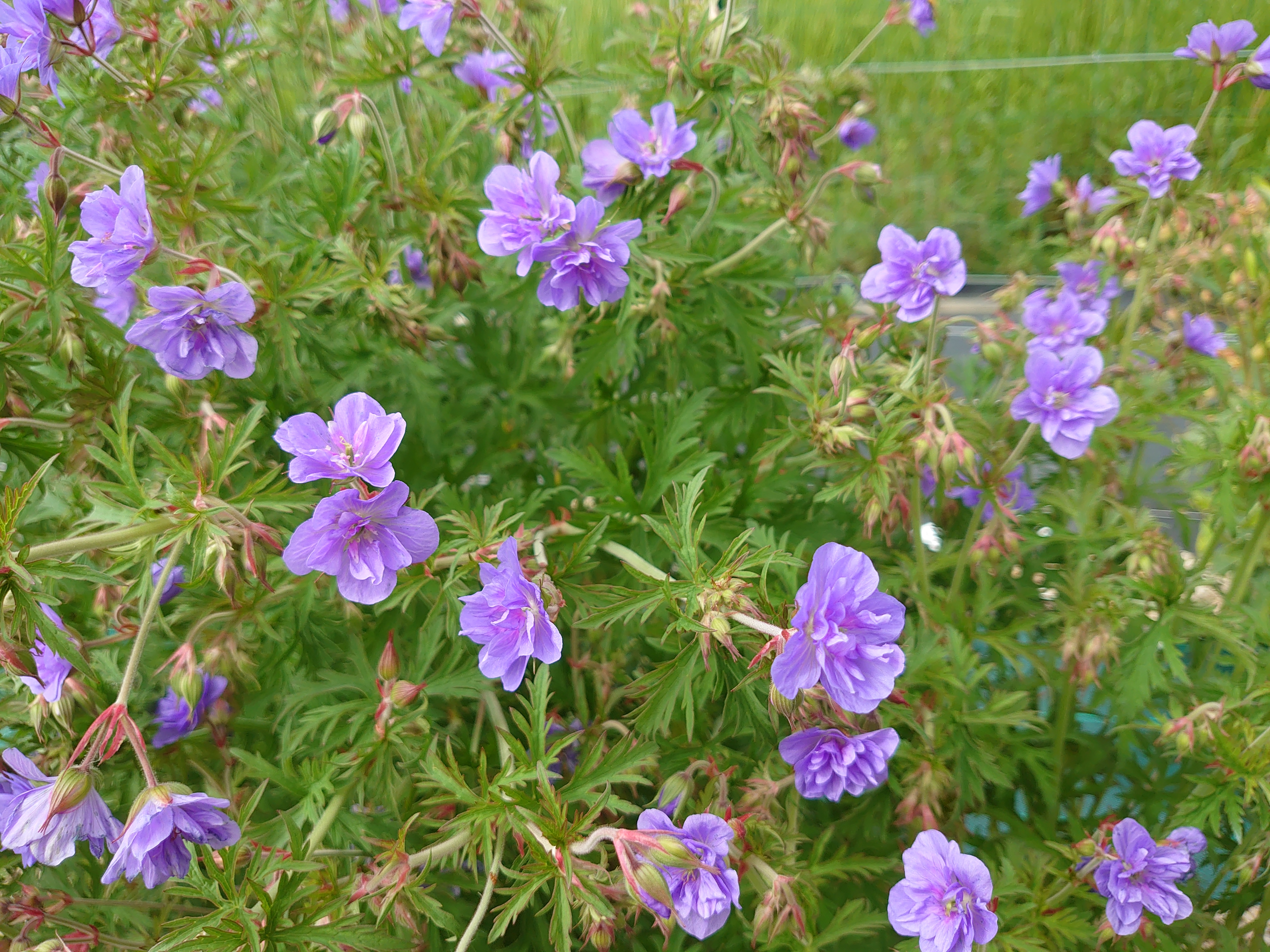 Passion Vivaces Geranium pratense Plenum Caeruleum pot 1L bleu