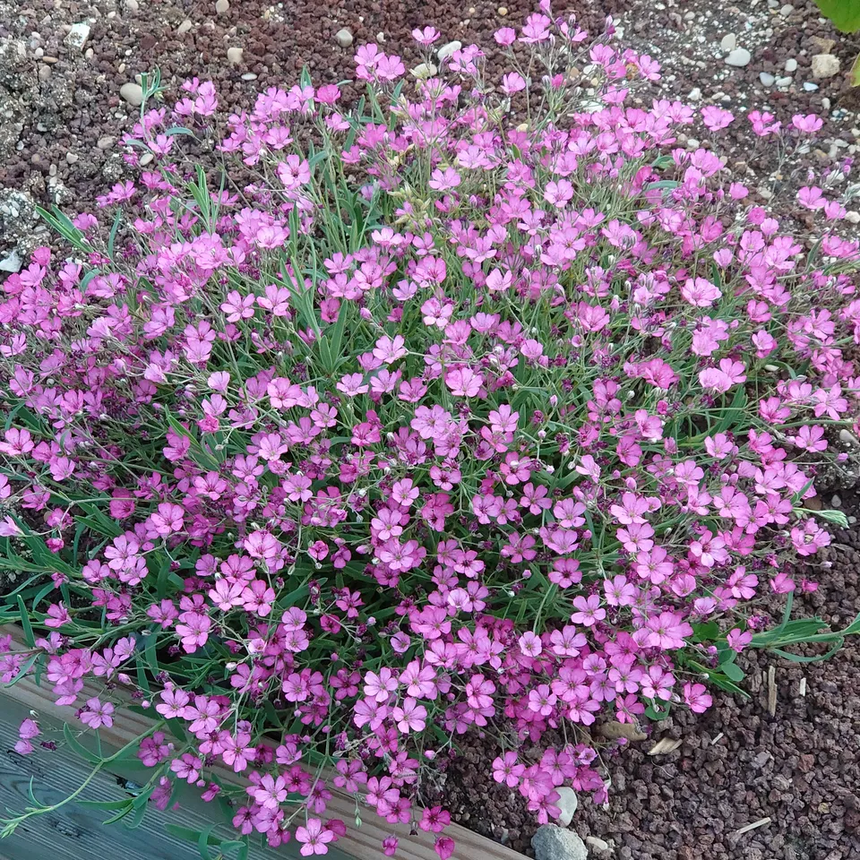 Gypsophila repens Rosa Schönheit vivace pot 1L fleurs rose foncé
