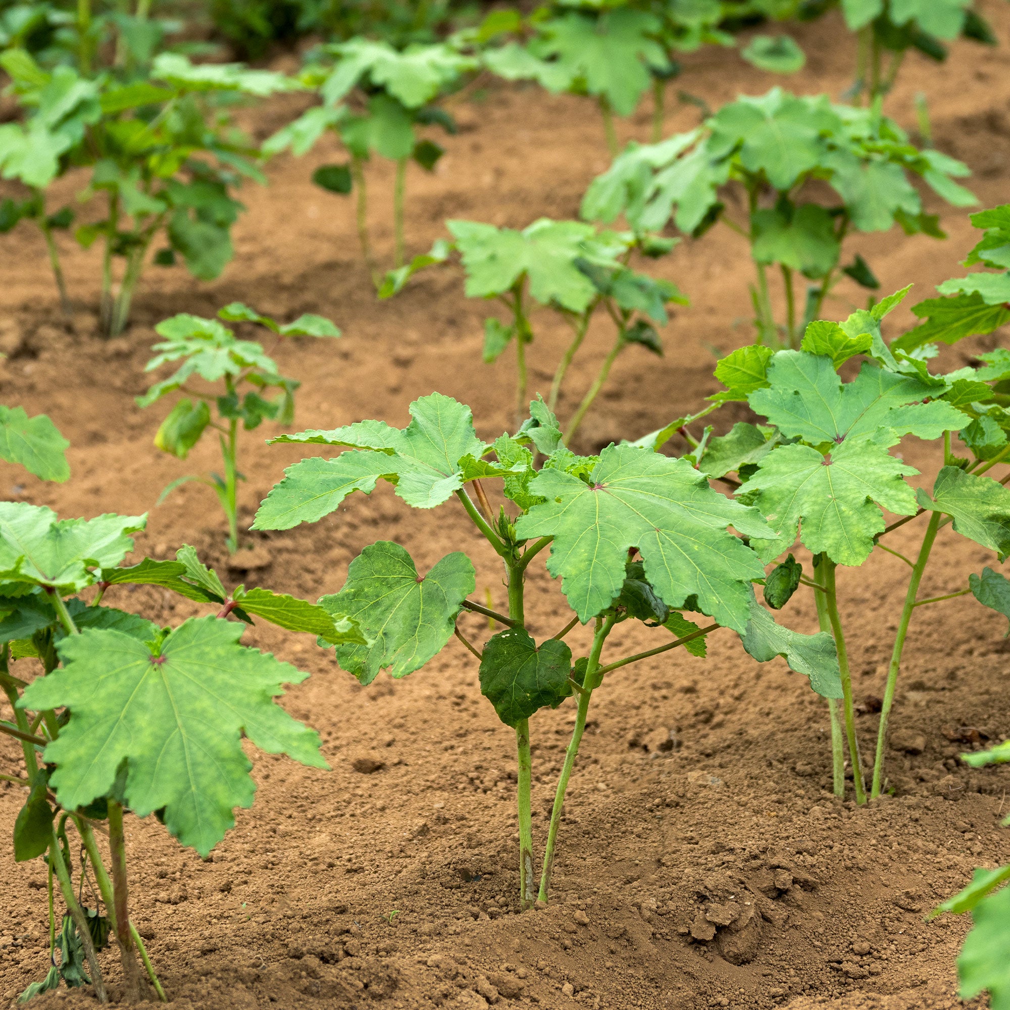 Bakker Potager Gombo Bamia graines sachet 1,5g gousses