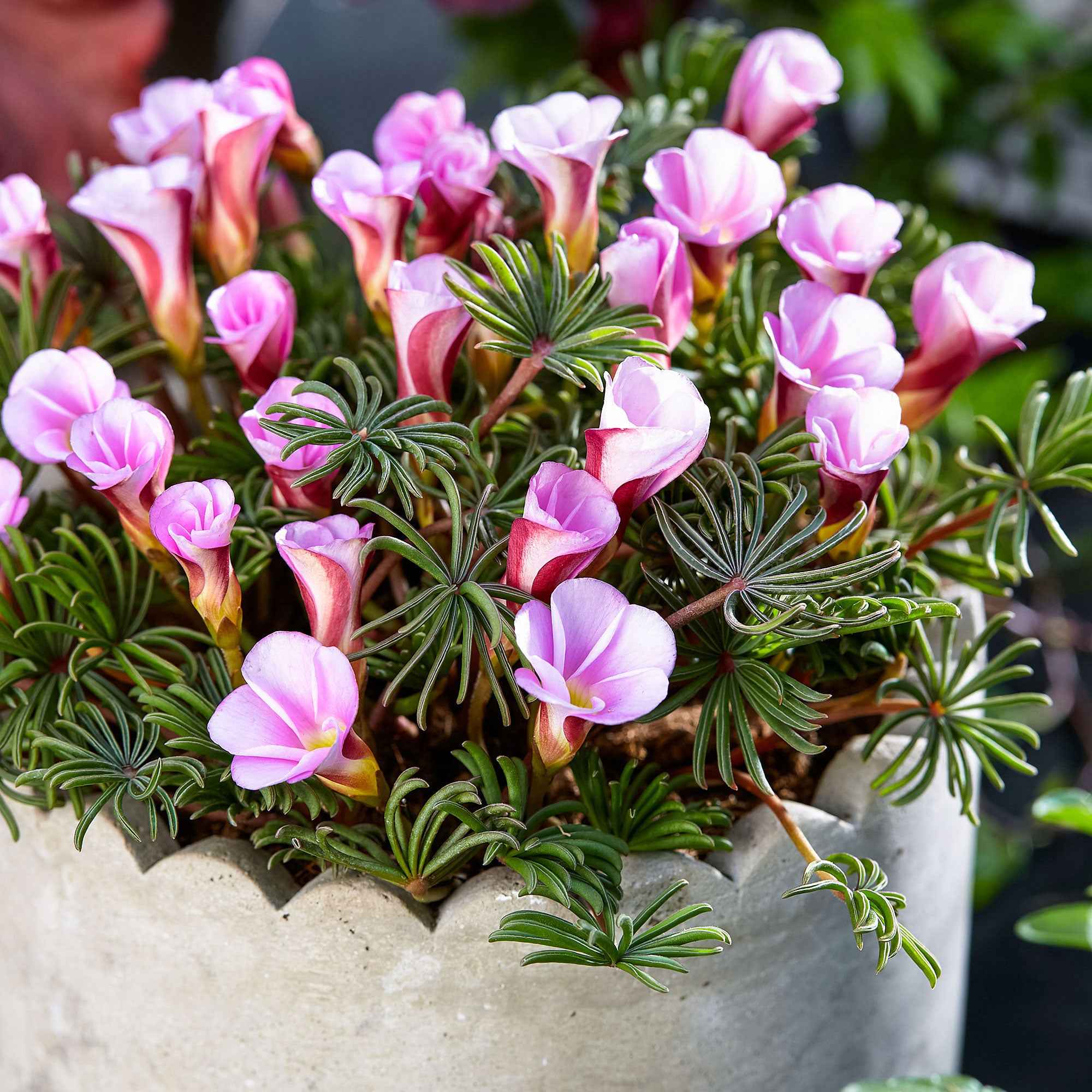 Bakker Automne rose oxalis bulbes sachet 5 rose