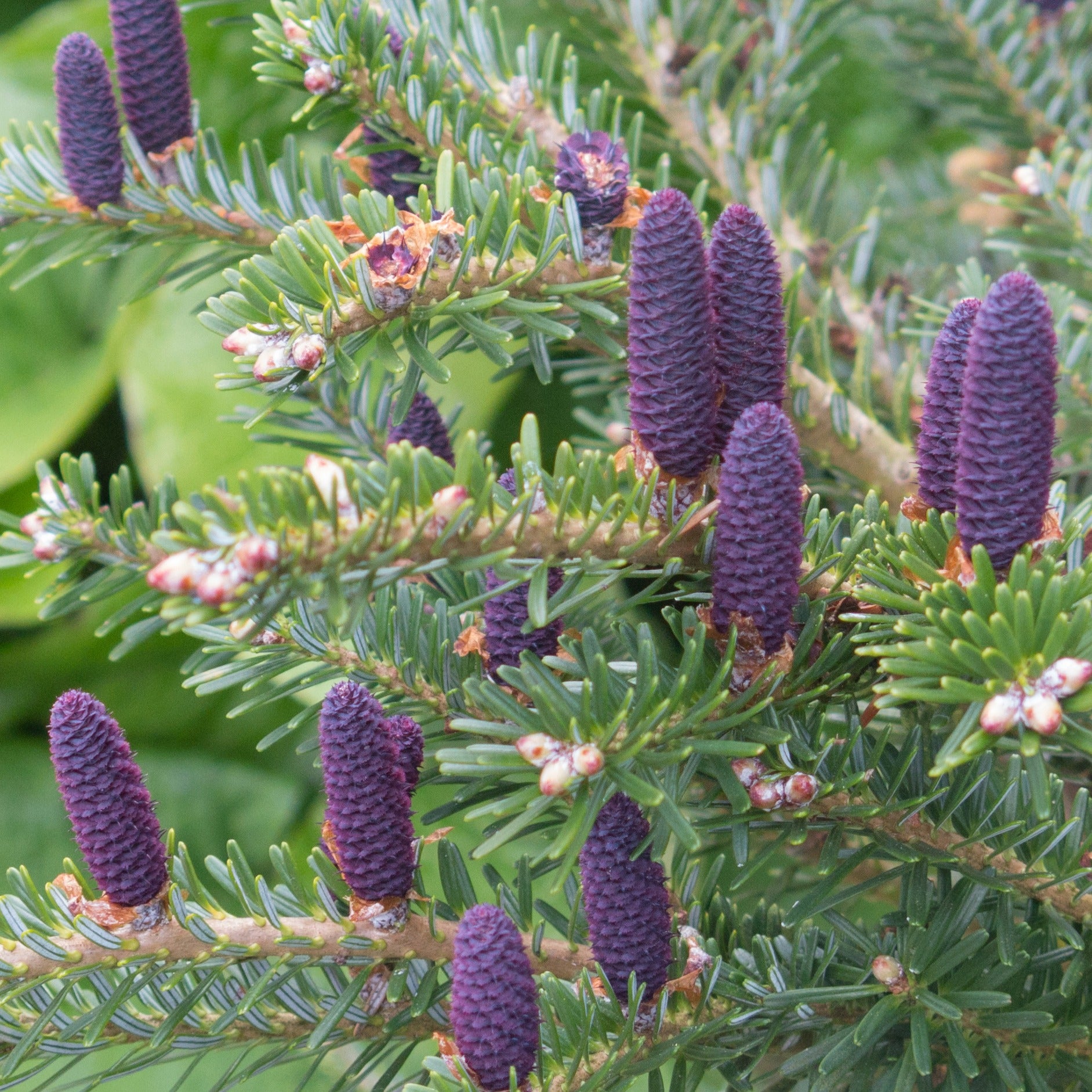 Bakker Sapin de Corée conifère pot 2L violet