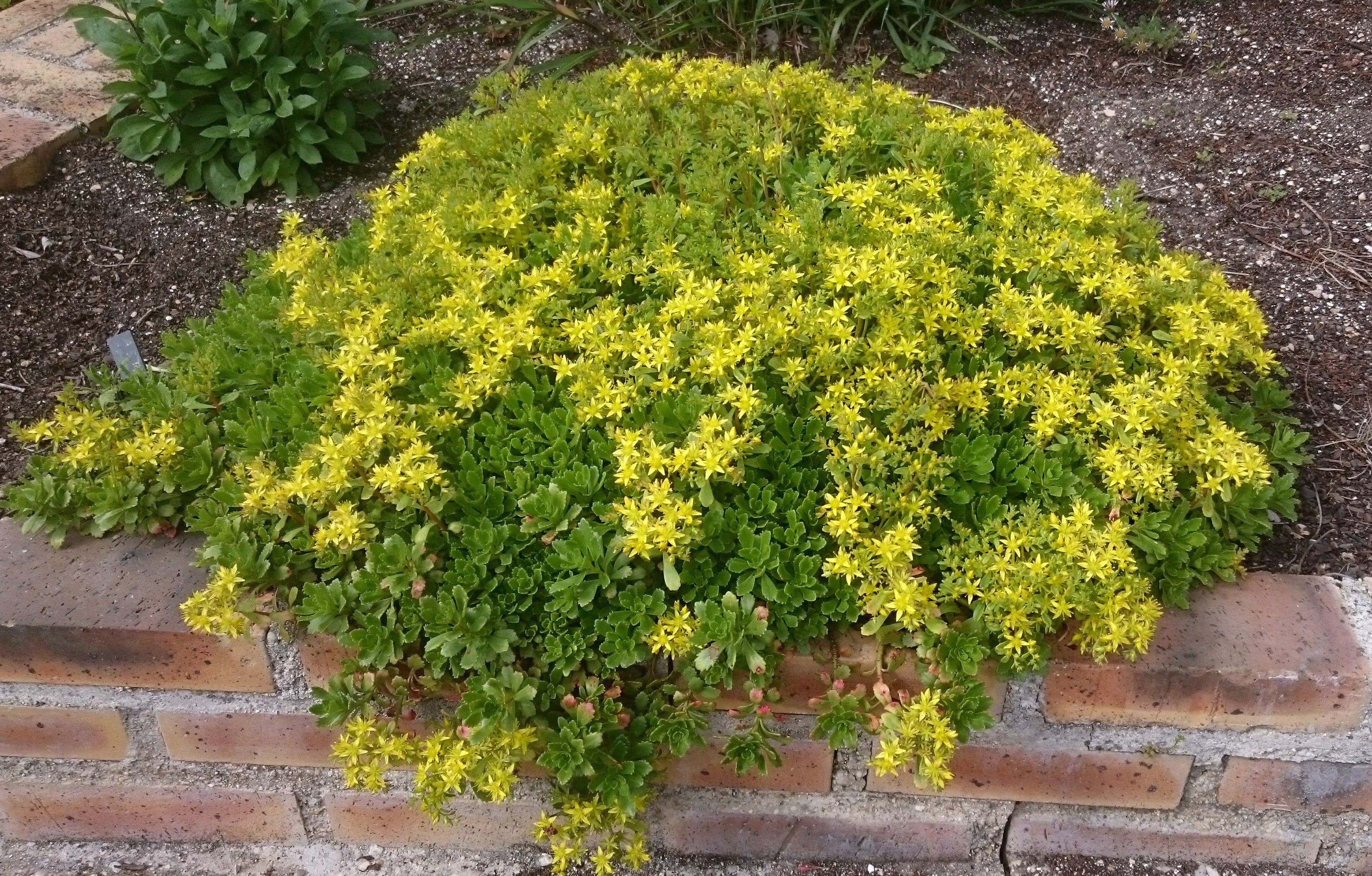 Passion Vivaces Sedum Immergrünchen plante tapis jaune or godet