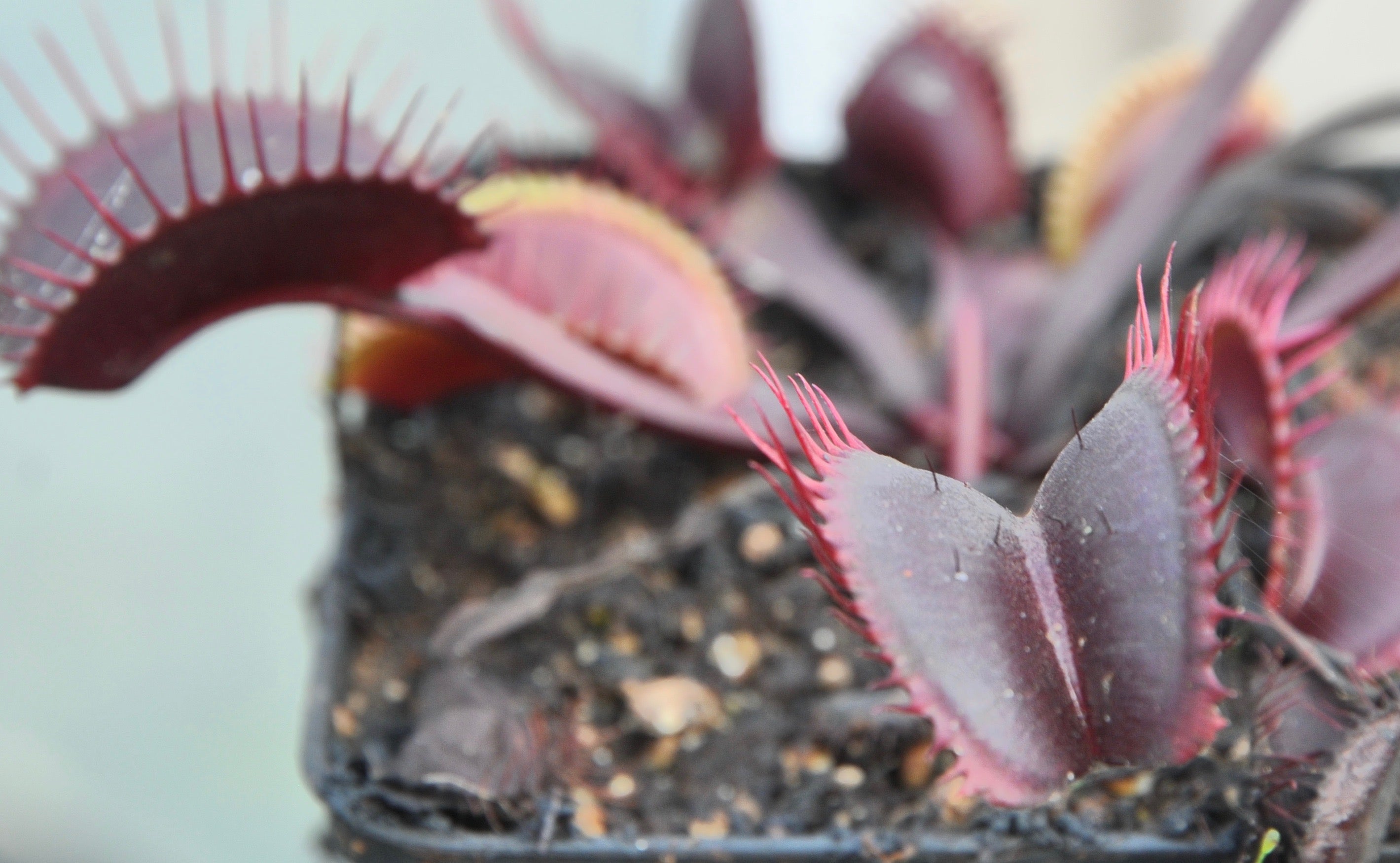 Carniflore Dionée Holland Red plante carnivore rouge adulte