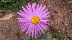 Passion Vivaces Aster amellus Brillant plante vivace godet rose vif