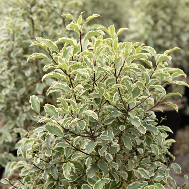 Bakker Pittosporum tenuifolium variegatum pot 2 L