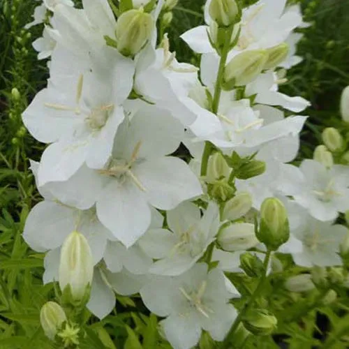 Bakker Campanule à fleurs larges Alba vivace pot Ø9cm blanc