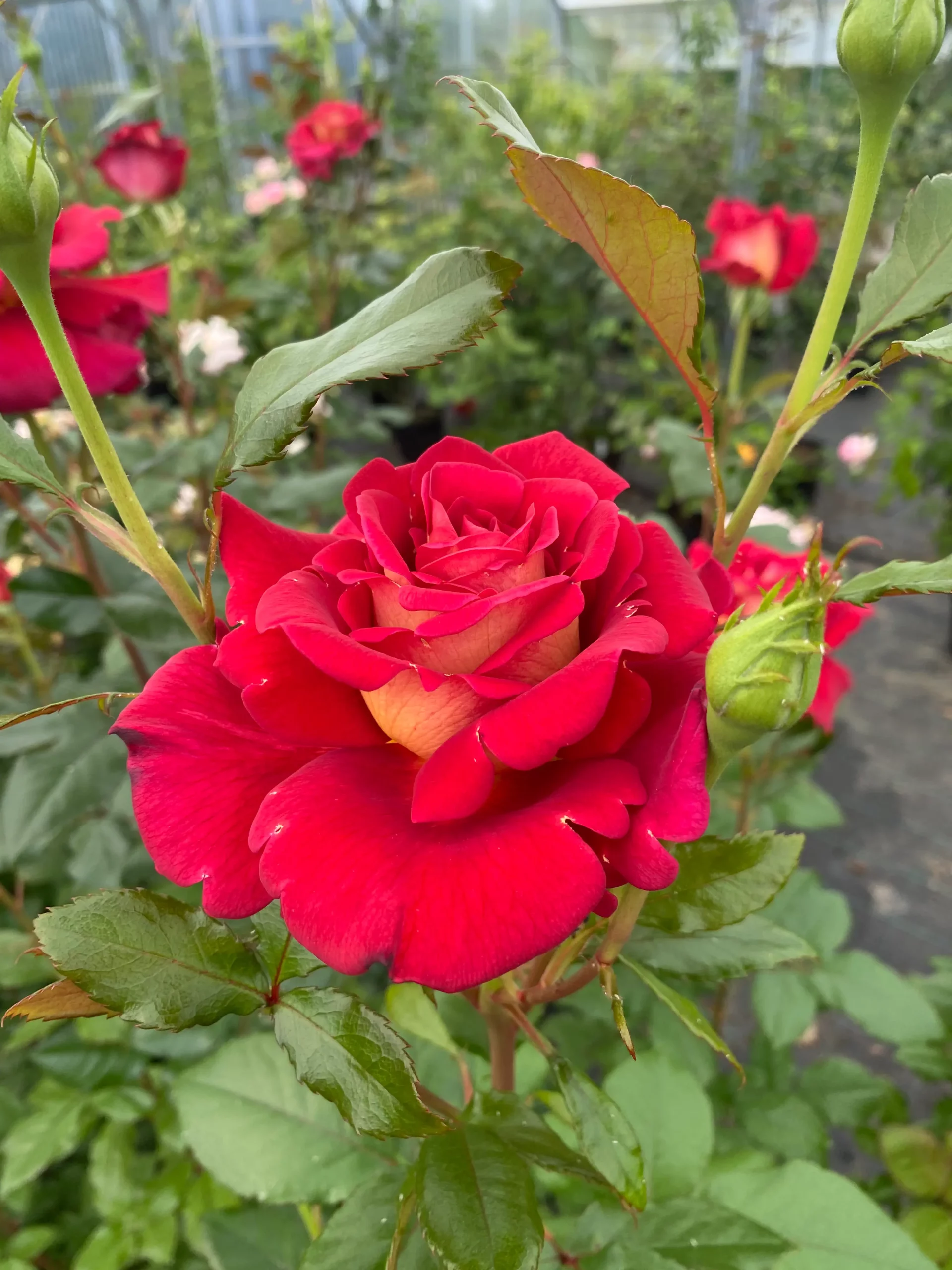 Michel Adam Macha Méril Adalegour rosier buisson bicolore parfumé