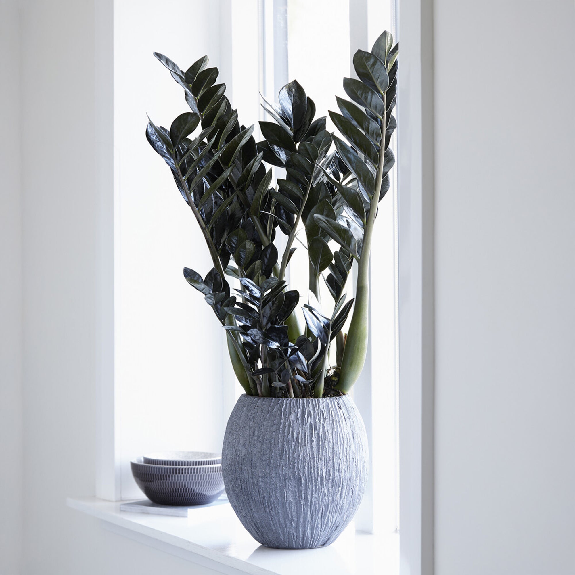 Bakker Zamioculcas Raven plante intérieur noire Ø14cm