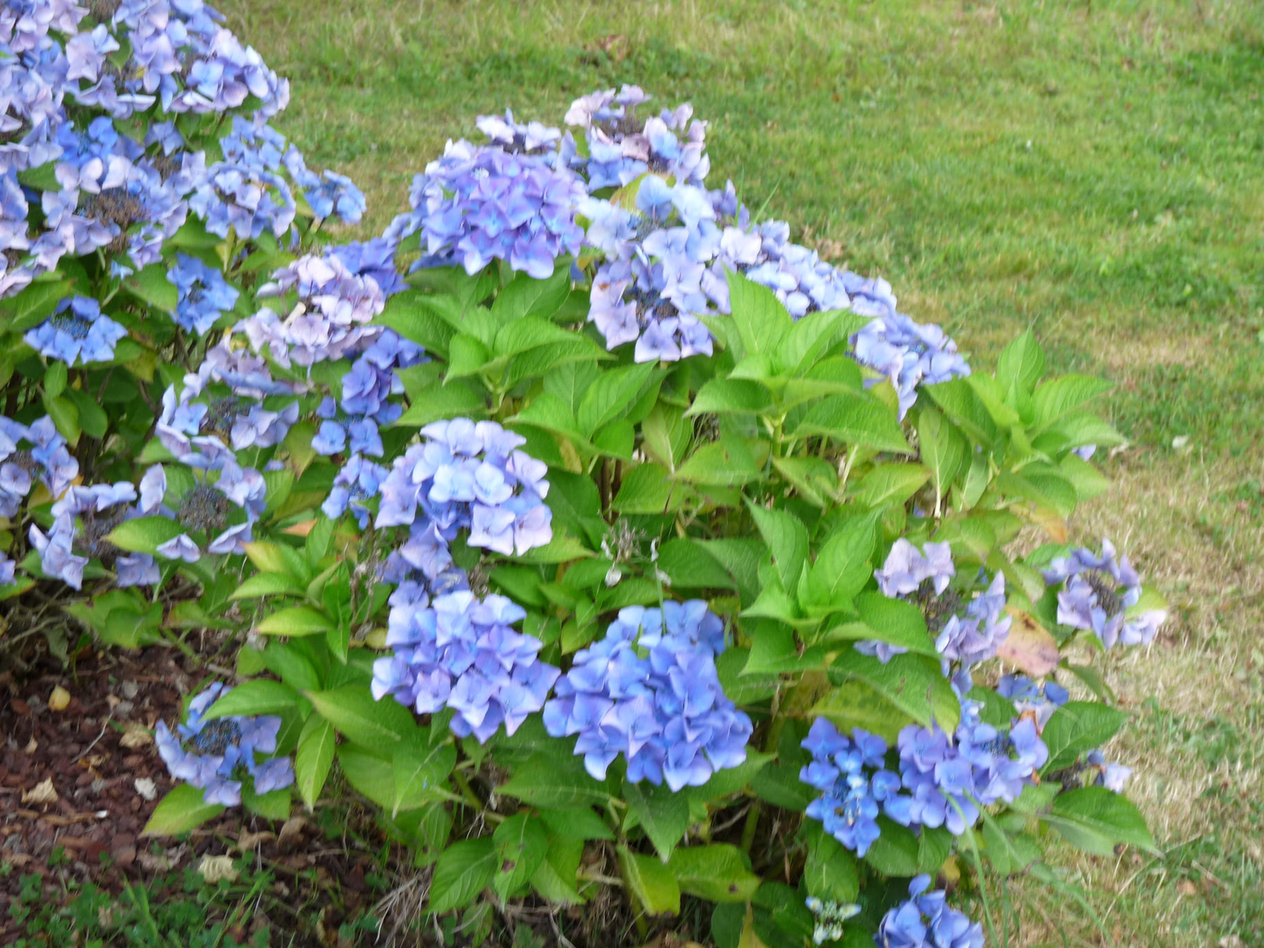 Les Hortensias du Haut Bois Papagei hortensia fleurs plates godet