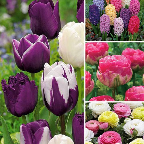 Bakker 131 Bulbes mystères mélange sachet 130 bulbes fleurs