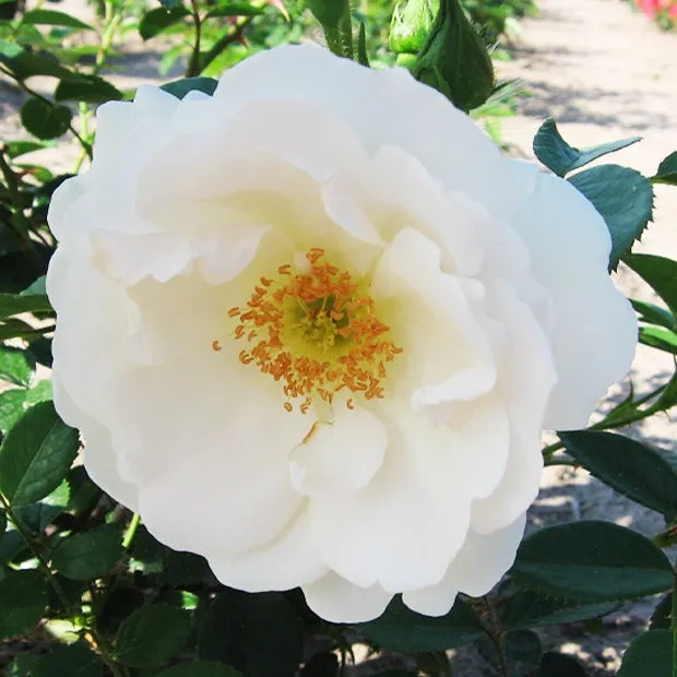 Bakker Hella rosier grimpant blanc racine nue 3 branches