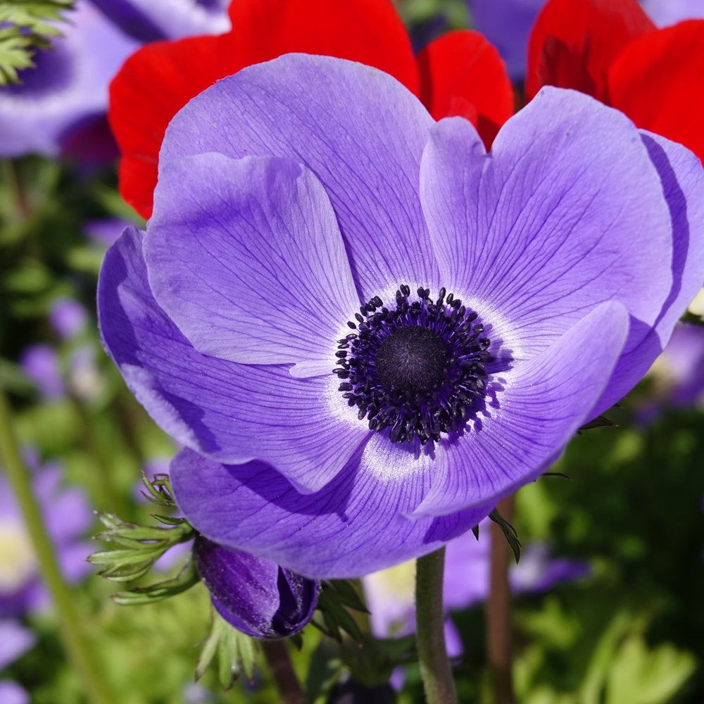Bakker Anémone coronaria bleue sachet 20 bulbes 5-6cm