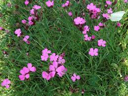 Dianthus carthusianorum œillet des Chartreux plante godet