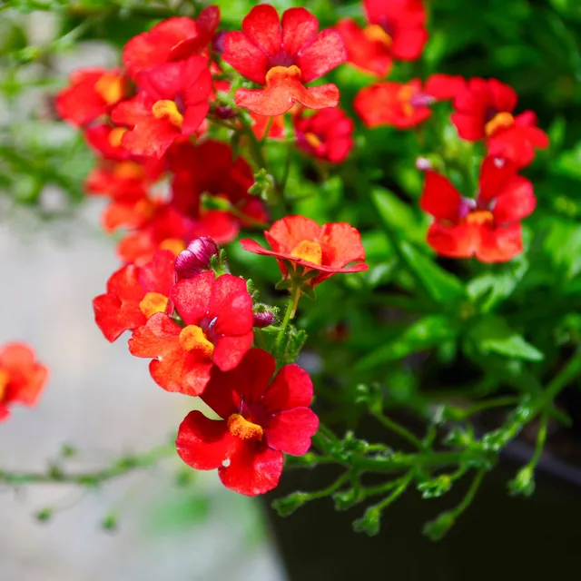 Bakker Némésie rouge Nemesia plante pot 10,5cm