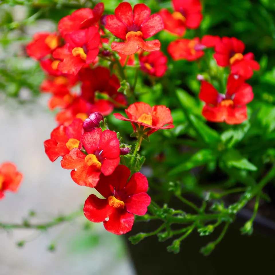 Bakker Némésie rouge Nemesia plante pot 10,5cm