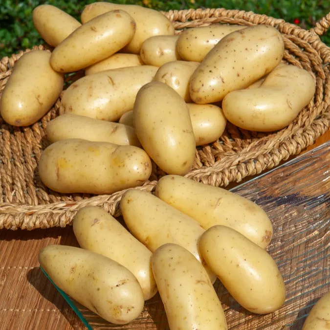 Bakker Potager 25 Pommes de terre Amandine chair ferme 25-30mm