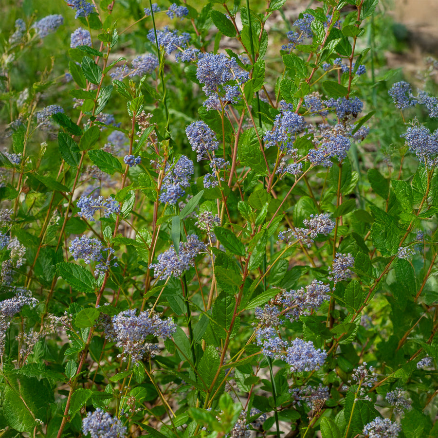 Bakker Autumnal Blue céanothe arbuste 1L bleu