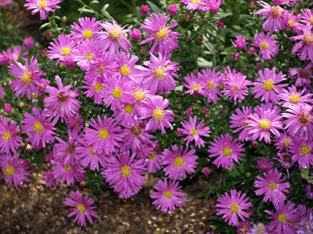 Passion Vivaces Aster dumosus Nesthäkchen plante vivace rose bonbon godet