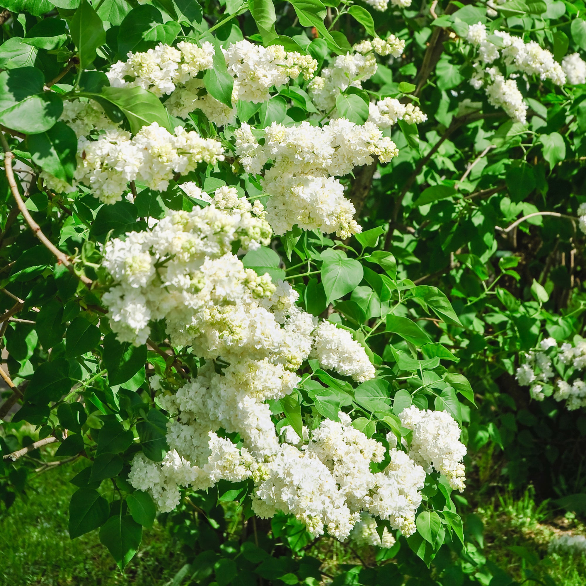 Bakker Madame Lemoine lilas double blanc pot parfumé