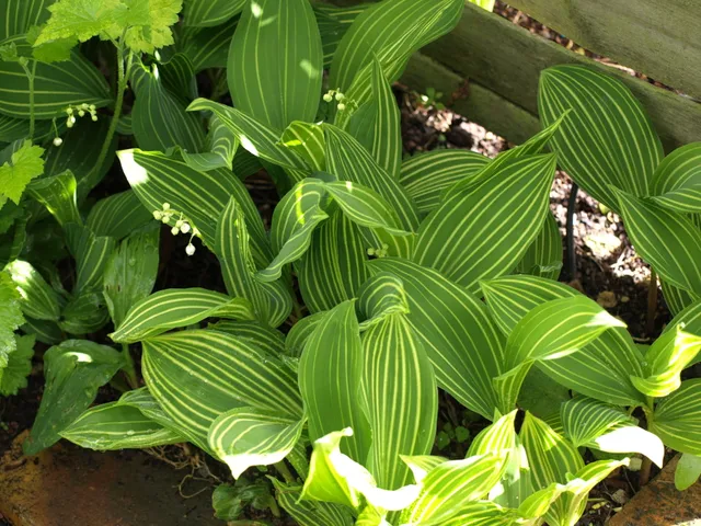 Passion Vivaces Convallaria majalis Variegata muguet godet panaché