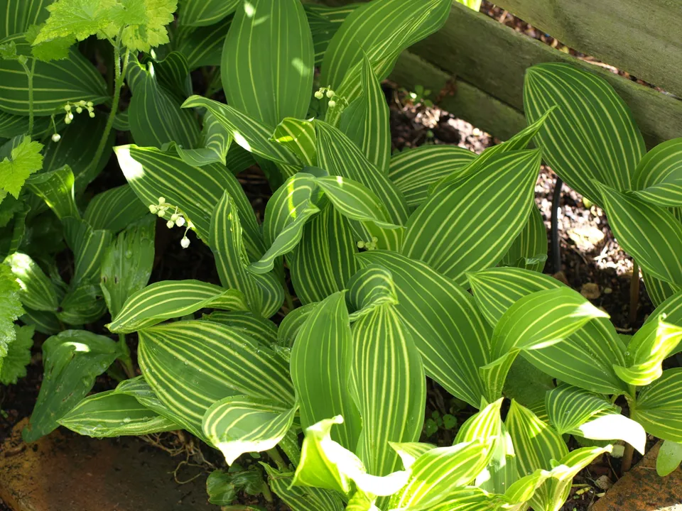 Passion Vivaces Convallaria majalis Variegata muguet godet panaché