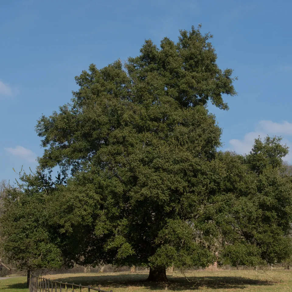 Bakker Chêne vert Quercus ilex arbre pot 3L 60-80cm persistant