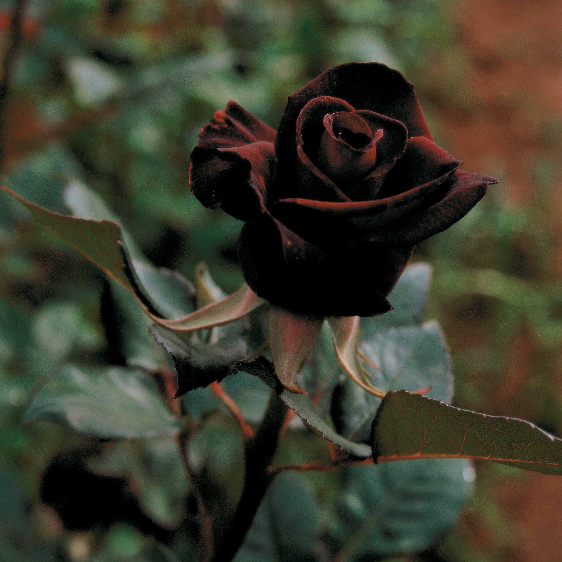 Bakker Rosier Black Baccara buisson motte 3+ branches rouge