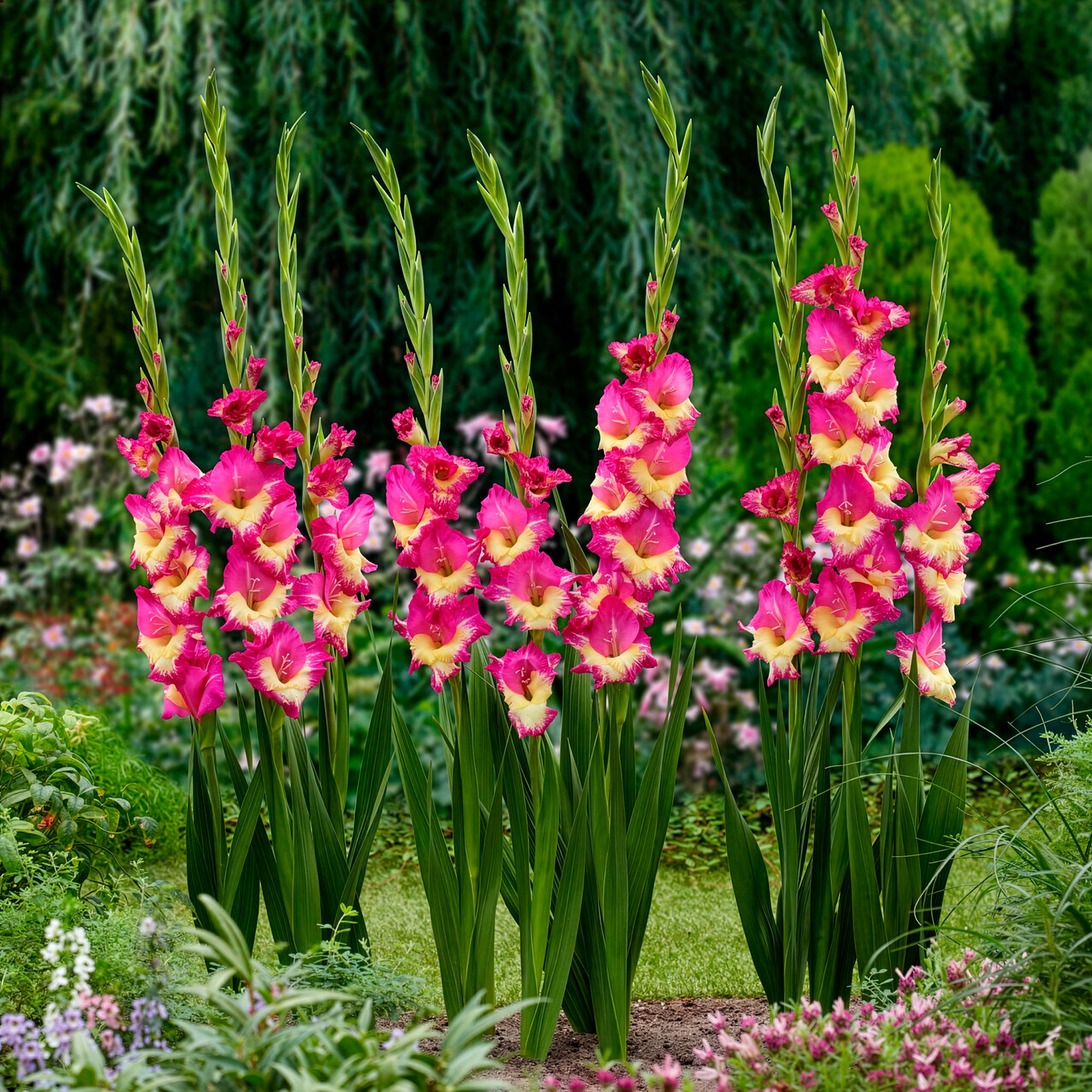 Bakker Glaïeul Extravert rose sachet 25 bulbes 12-14cm