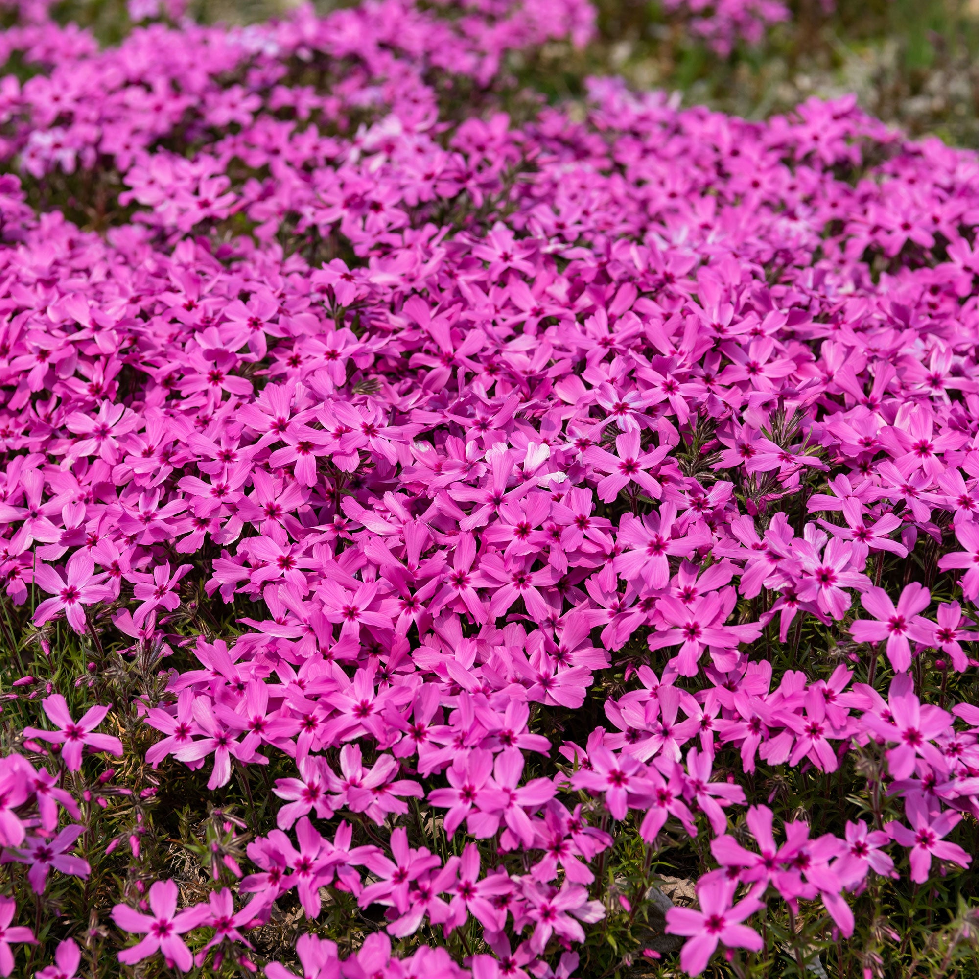 Bakker Plantes vivaces Phlox mousse Moerheimii plante 3 pots 9cm