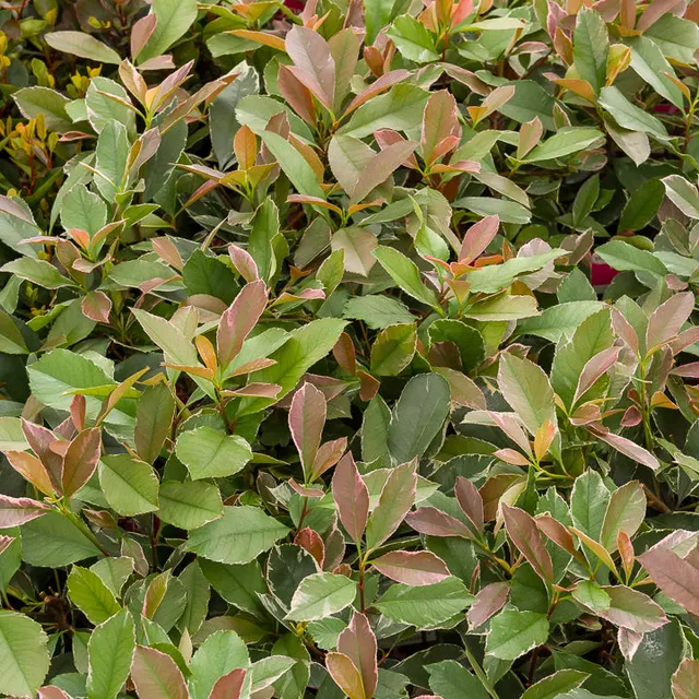 Bakker Photinia fraseri Louise arbuste haie 2L 30-40cm