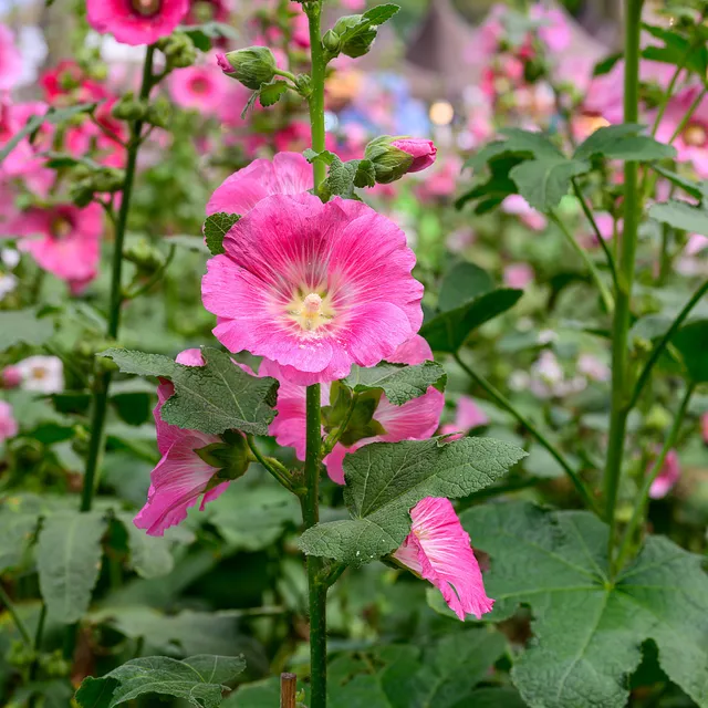 Bakker Rose trémière Alcea rosea pot 8cm soleil