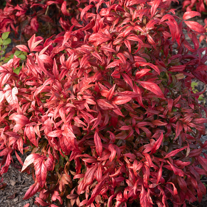 Bakker Nandina Fire Power bambou sacré pot 2L 20-30cm