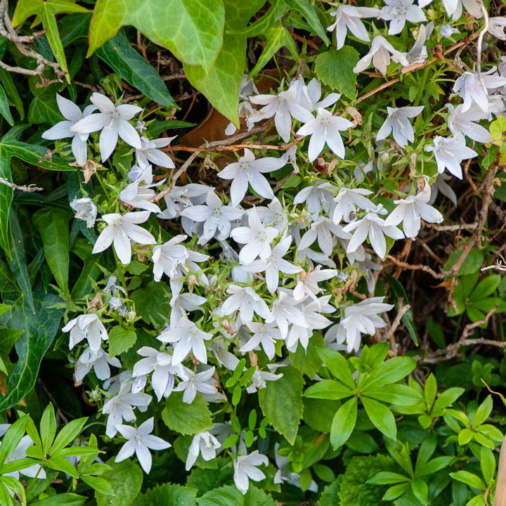 Bakker Campanule E.H. Frost vivace pot Ø9cm fleurs blanches
