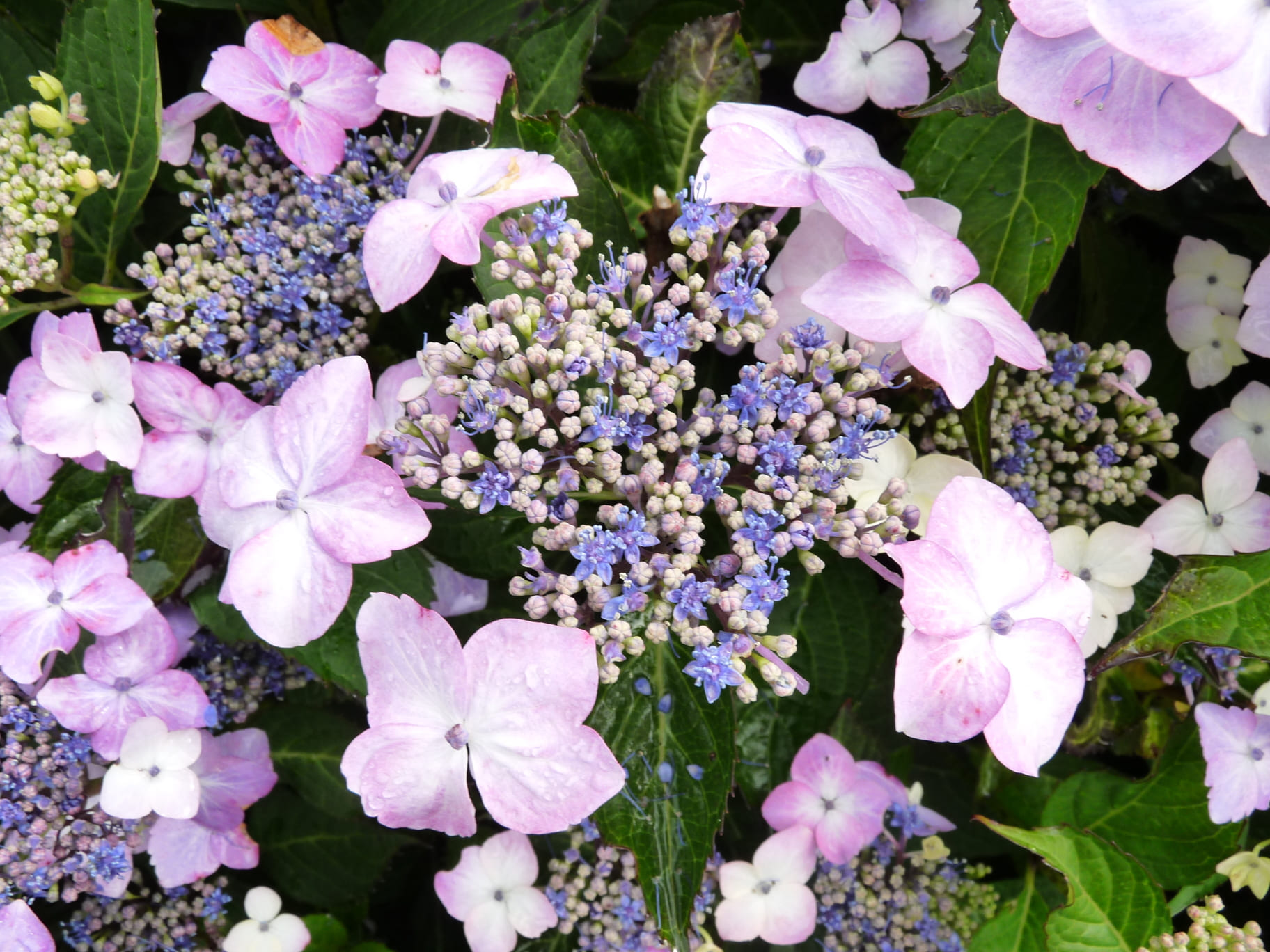 Les Hortensias du Haut Bois Juno hortensia macrophylla fleurs plates
