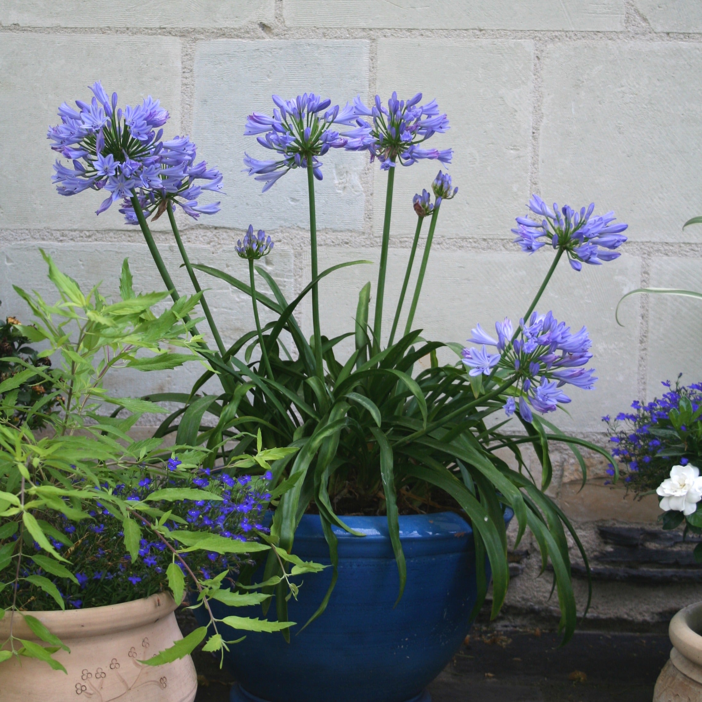 Bakker Pitchoune Bleu agapanthe naine pot 9cm floraison bleue