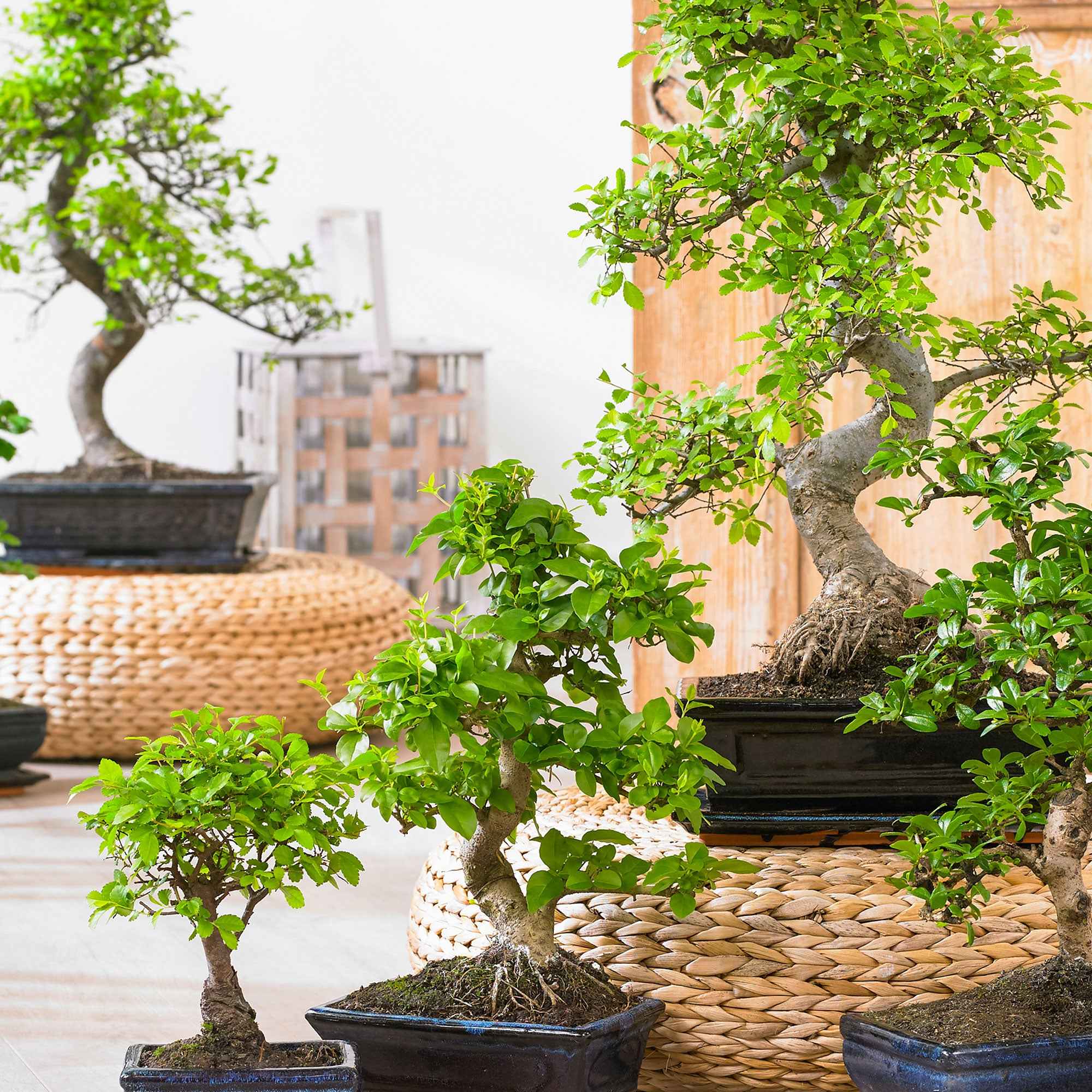 Bakker Plantes d'intérieur Bonsaï carmona plante d'intérieur pot 15cm