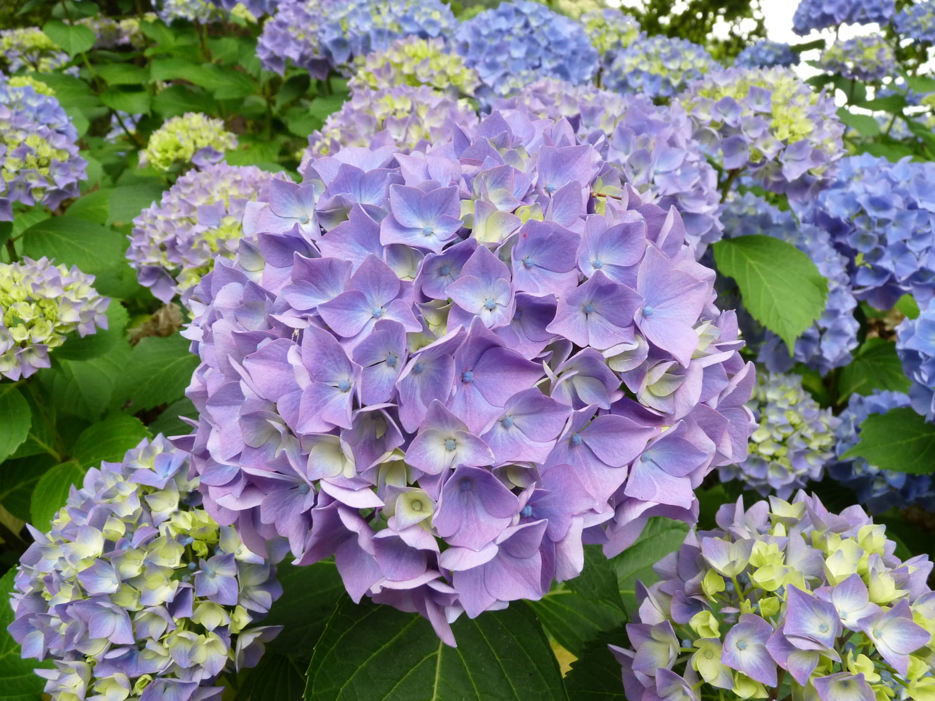 Les Hortensias du Haut Bois Ami Pasquier hortensia rouge fleurs rondes