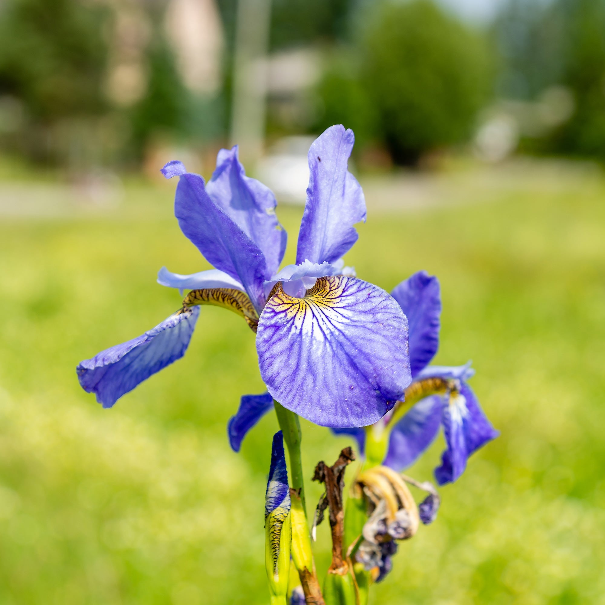 Bakker Iris Sibérie Fran's Gold plante bassin pot 11cm