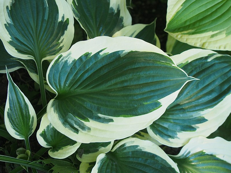 Passion Vivaces Hosta Minuteman vivace pot 1L panaché