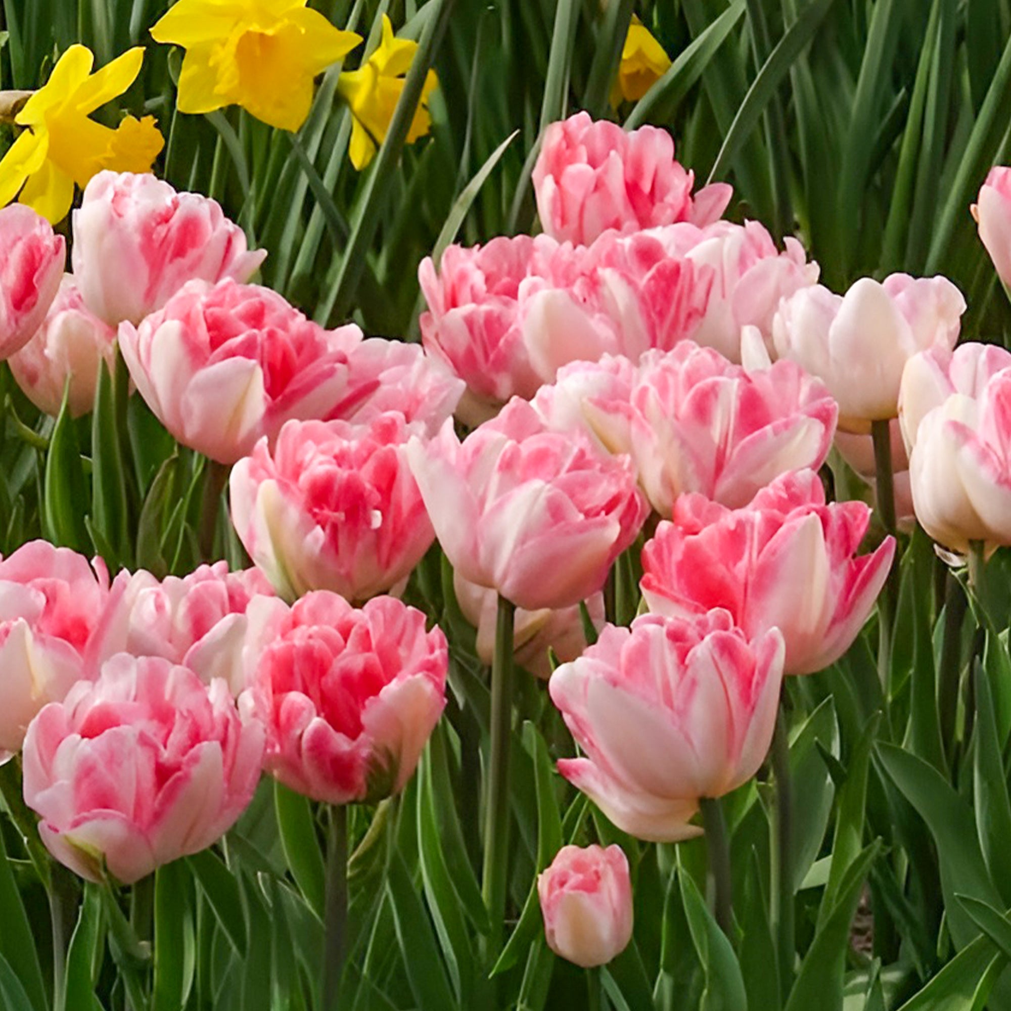 Bakker Tulipe Foxtrot pivoine rose 10 bulbes 11 cm+