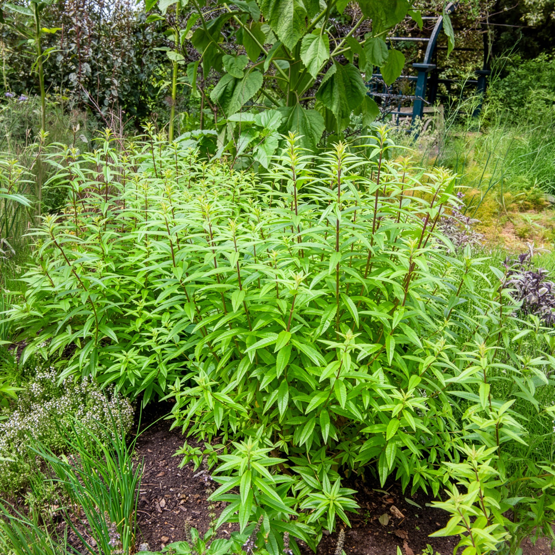 Bakker Verveine citronnelle plante vivace pot 9cm parfum citron