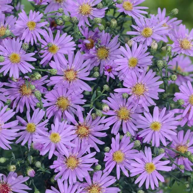 Bakker Aster ericoïdes Blue Star pot 9 cm bleu-violet automne