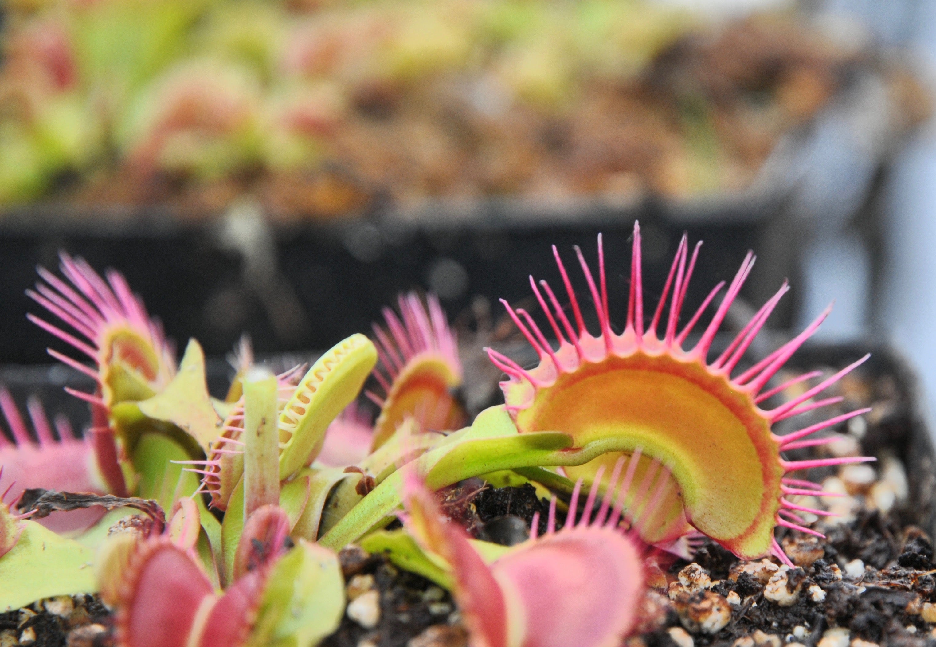 Carniflore Dionée Paradisia attrape-mouche pot 9cm pièges 5cm
