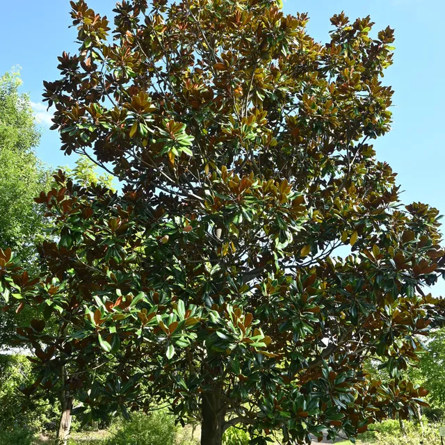Bakker Magnolia grandes fleurs arbre pot Ø9cm persistant